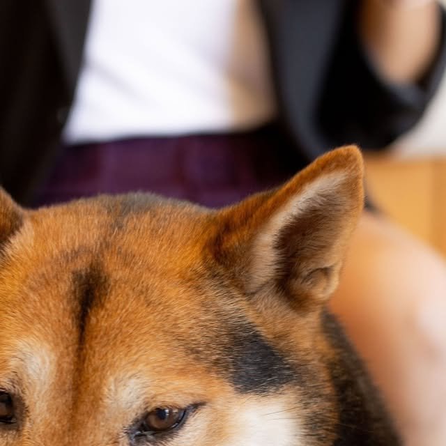 Perrito shiba inu de visita
